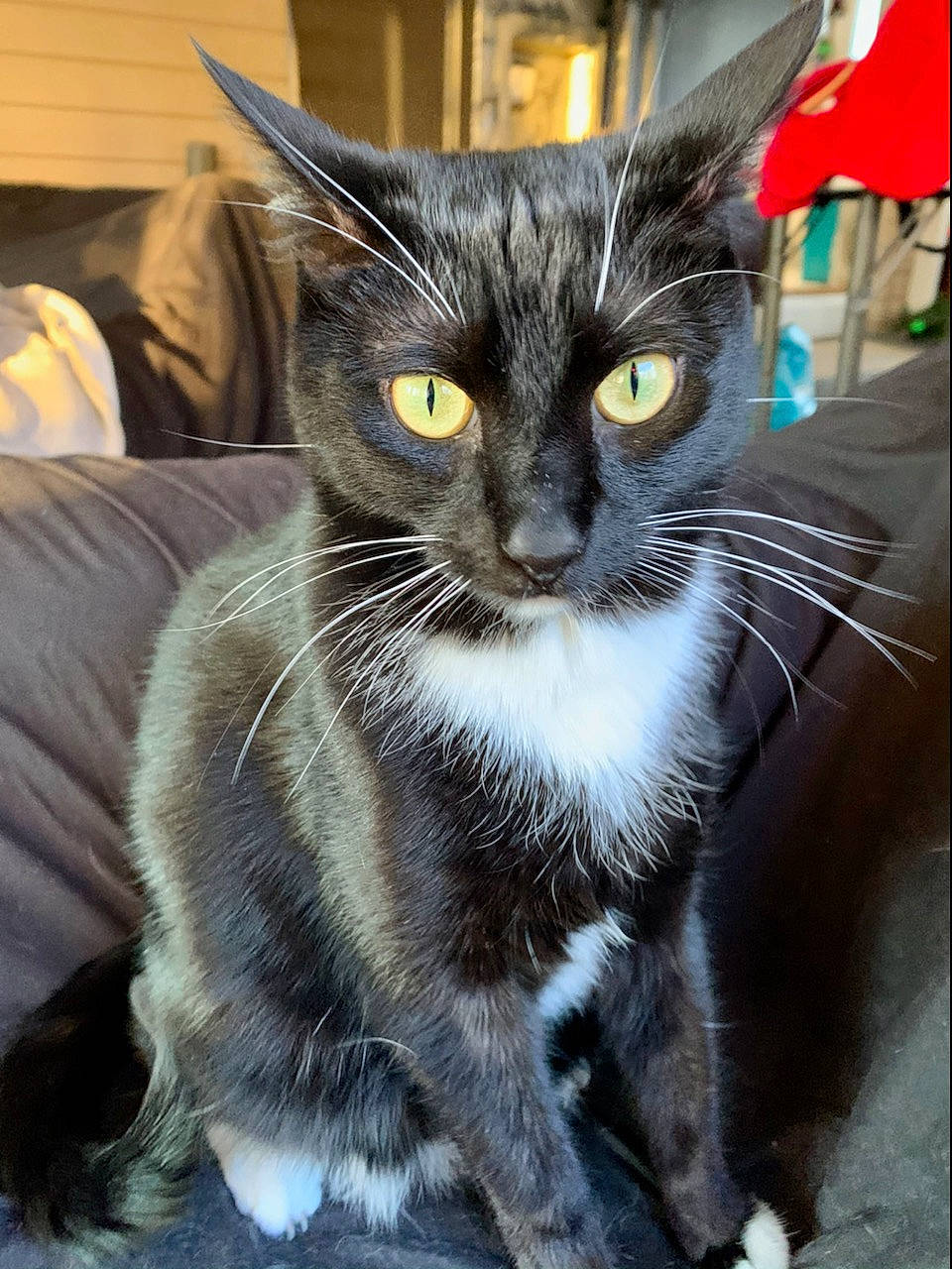 Crowley joined the competition — help win amazing prizes! carnivore, cat, cat_supply, claw, comfort, couch, domestic_short_haired_cat, felidae, flag, fur, head, paw, small_to_medium_sized_cats, snout, tail, terrestrial_animal, whiskers, window