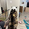 Liberty is registered to the contest to win money with this photo: cat, tortoiseshell_cat, viking_helmet, pet, indoor, home, tattooed_arm, toy, floor, clock, wall, gate, person, holding, furniture, living_room, animal, funny_costume, playful, domestic