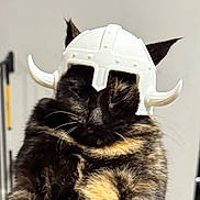 Liberty joined the competition — help win amazing prizes! cat, tortoiseshell_cat, helmet, viking_helmet, pet, indoor, feline, fur, animal, cute, costume, funny, sitting, domestic_animal, whiskers, ears, face, closeup, portrait, household