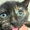 Liberty is registered to the contest to win money with this photo: cat, close_up, blue_eyes, tongue_out, furry, pet, animal, cute, face, whiskers, blurred, indoor, curious, playful, domestic_cat, feline, close_range, eye_focus, tongue, hand