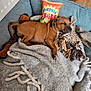 Milo participe au concours pour gagner de l'argent avec cette photo : puppy, dog, sleeping, bed, blanket, plush_toy, rope_toy, tortilla_chips_pillow, cozy, indoor, resting, cute, brown_dog, canine, soft_texture, home, furniture, wood_floor, relaxed, animal