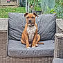 dog, puppy, sofa, wicker_furniture, outdoor, garden, grass, wheelbarrow, shed, plant, greenery, pet, collar, sitting, brown_dog, cute, calm, daylight, relaxation, backyard