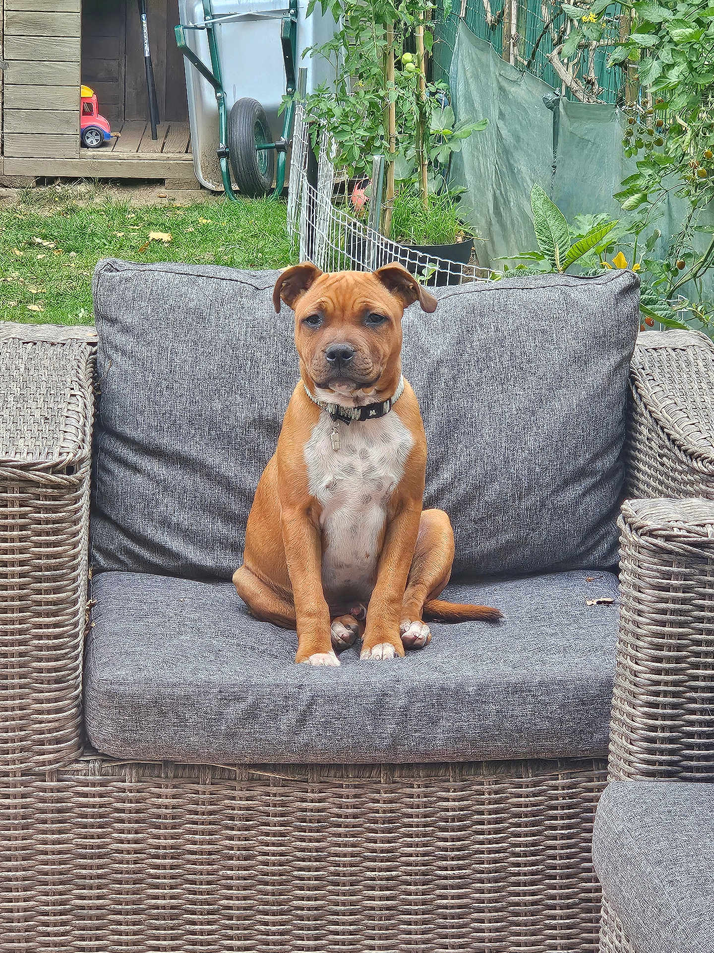 Milo participe au concours pour gagner de l'argent avec cette photo : dog, puppy, sofa, wicker_furniture, outdoor, garden, grass, wheelbarrow, shed, plant, greenery, pet, collar, sitting, brown_dog, cute, calm, daylight, relaxation, backyard
