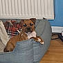 dog, puppy, pet_bed, blanket, indoor, floor, wood_floor, radiator, blue_wall, brown_dog, canine, domestic_animal, furniture, cozy, resting, relaxed, animal, cute, companion, household