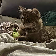 Athena is registered to the contest to win money with this photo: bedding, blanket, cat, collar, couch, cozy, fur, green_toy, home_decor, indoor, pear_toy, pet, pillow, portrait, relaxed, sleepy, sofa, tabby_cat, toy, whiskers