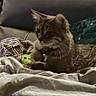 bedding, blanket, cat, collar, couch, cozy, fur, green_toy, home_decor, indoor, pear_toy, pet, pillow, portrait, relaxed, sleepy, sofa, tabby_cat, toy, whiskers