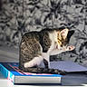 Aslan participe au concours pour gagner de l'argent avec cette photo : cat, tabby, white_fur, grooming, licking_paw, sitting, books, stack_of_books, indoors, sunlight, window_light, desk, table, wallpaper, botanical_pattern, tail, whiskers, pink_paw_pads, pet, portrait