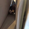 Aslan participe au concours pour gagner de l'argent avec cette photo : cat, tabby, kitten, animal, pet, face, eyes, ears, whiskers, peeking, hiding, curious, indoor, curtains, window, home, portrait, close_up, shadow, cozy