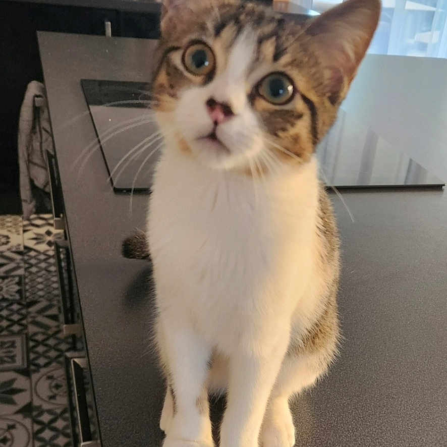 Aslan participe au concours pour gagner de l'argent avec cette photo : cat, kitten, tabby, white_fur, animal, pet, sitting, indoors, tabletop, portrait, head_tilt, wide_eyes, whiskers, ears, paws, furniture, books, window, patterned_floor, home
