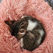 Aslan participe au concours pour gagner de l'argent avec cette photo : cat, tabby_cat, sleeping, curled_up, pink_cushion, fluffy_bed, pet, indoor, cozy, cute, relaxed, resting, fur, striped_fur, white_patch, animal, home, furniture, smartphone_screenshot, gallery_interface