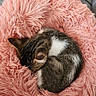 cat, tabby_cat, sleeping, curled_up, pink_cushion, fluffy_bed, pet, indoor, cozy, cute, relaxed, resting, fur, striped_fur, white_patch, animal, home, furniture, smartphone_screenshot, gallery_interface