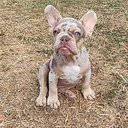 Dumbo participe au concours pour gagner de l'argent avec cette photo : puppy, french_bulldog, dog, outdoor, grass, backyard, pet, animal, young, brown, ears, sitting, expression, cute, small, nature, summer, dry_grass, garden, fence