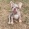 puppy, french_bulldog, dog, outdoor, grass, backyard, pet, animal, young, brown, ears, sitting, expression, cute, small, nature, summer, dry_grass, garden, fence