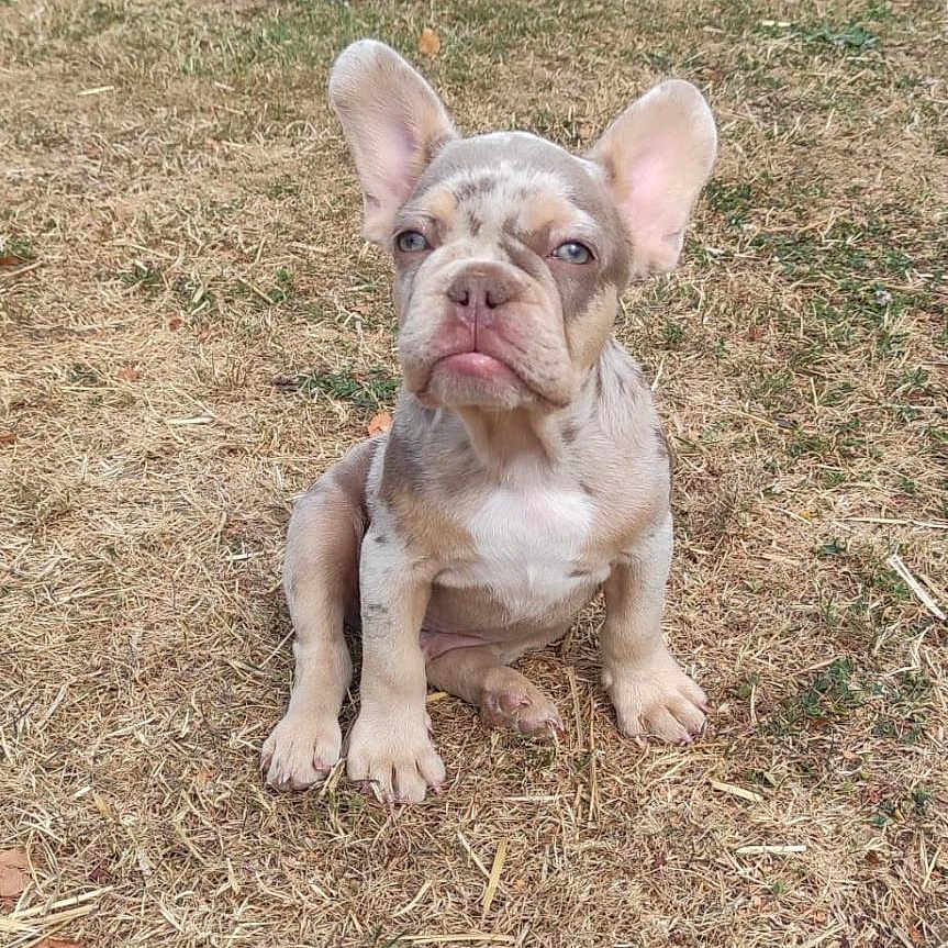 Dumbo participe au concours pour gagner de l'argent avec cette photo : puppy, french_bulldog, dog, outdoor, grass, backyard, pet, animal, young, brown, ears, sitting, expression, cute, small, nature, summer, dry_grass, garden, fence