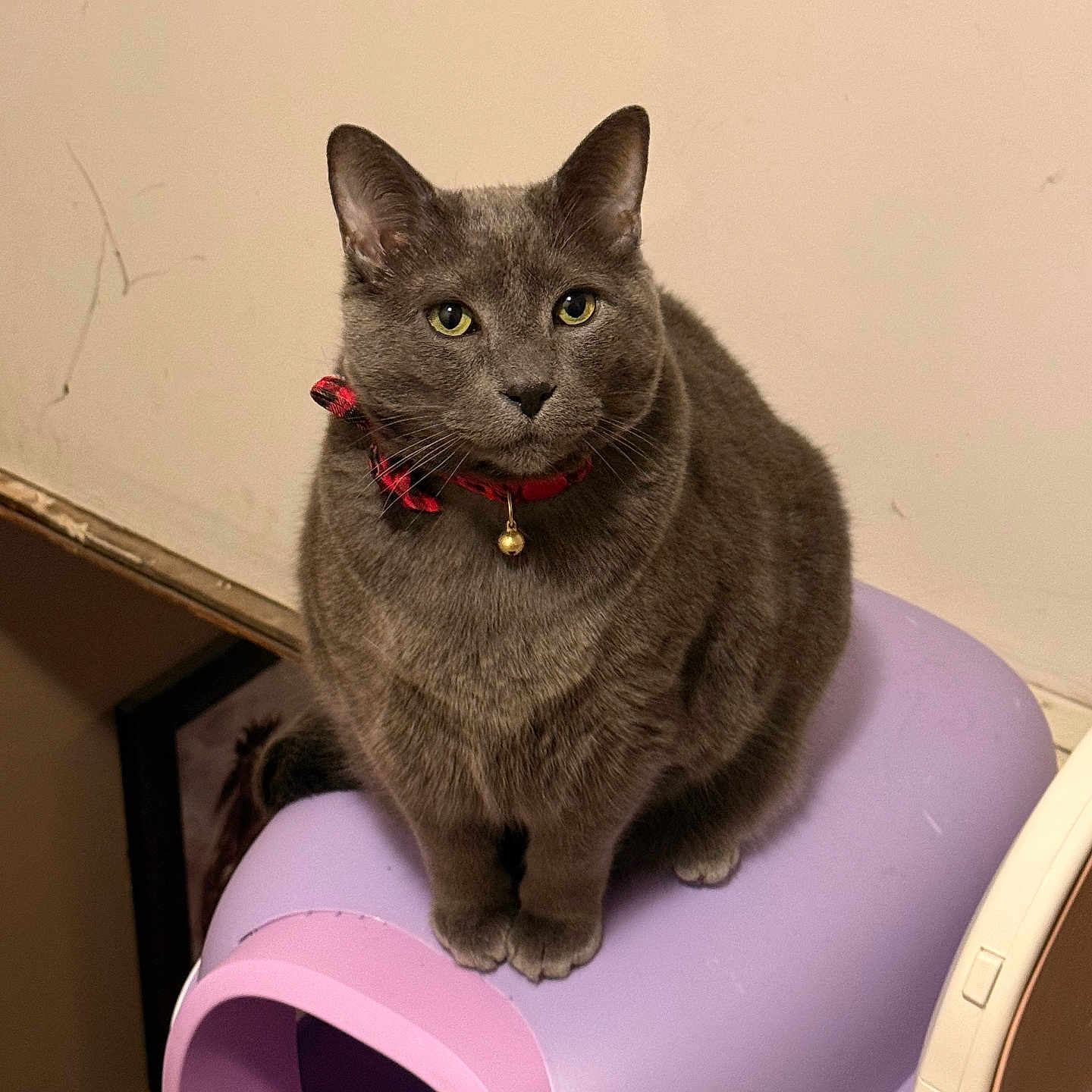 Beasley is registered to the contest to win money with this photo: bell, cat, ears, feline, gray_cat, green_eyes, home, indoor, litter_box, looking_at_camera, paws, pet, pet_bed, purple, red_collar, round_body, short_fur, sitting, wall, whiskers