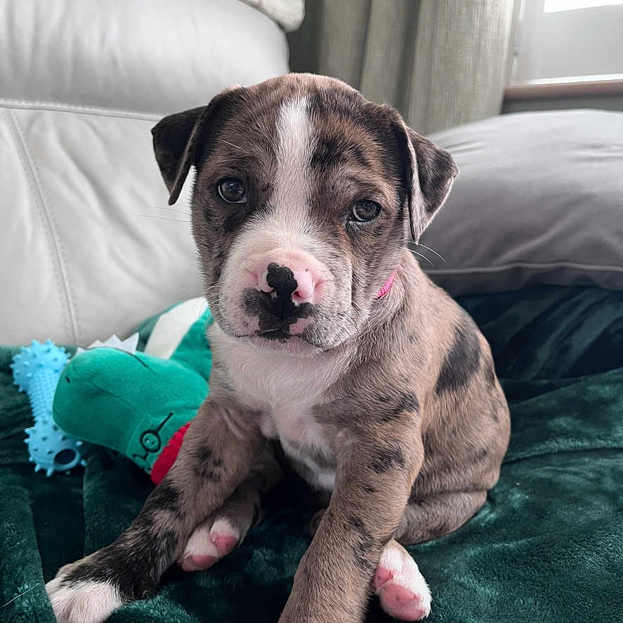 Riley joined the competition — help win amazing prizes! animal, blanket, brindle, couch, curtain, cute, dog, ears, fur, green, indoor, pet, pink, plush_toy, puppy, sitting, toy, white, window, young