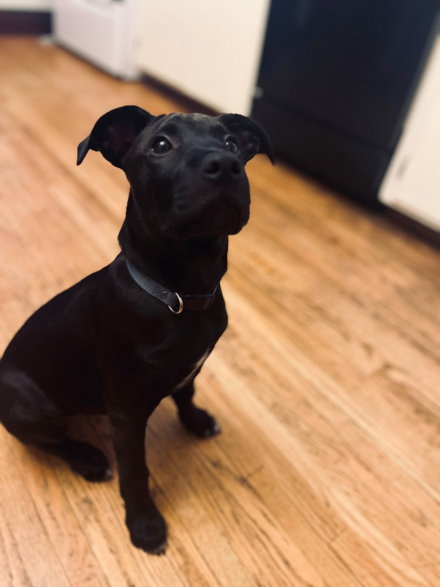 Cash joined the competition — help win amazing prizes! borador, canidae, carnivore, collar, companion_dog, dog, dog_breed, dog_collar, fawn, flooring, hardwood, liver, pet_supply, plank, snout, sporting_group, varnish, wood, wood_stain, working_animal