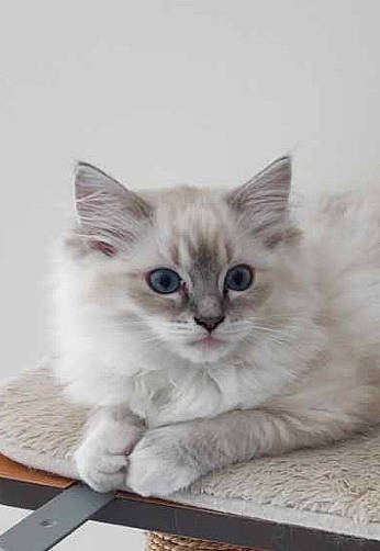 Vegas participe au concours pour gagner de l'argent avec cette photo : box, carnivore, cat, cat_supply, domestic_short_haired_cat, fawn, felidae, fur, paw, pet_supply, photo_caption, ragdoll, small_to_medium_sized_cats, snout, whiskers