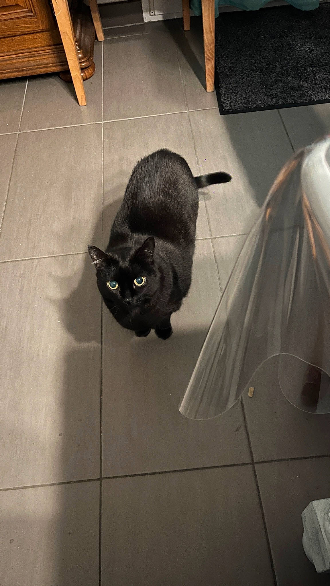 Izzy a rejoint le concours — aidez-le/la à gagner de superbes lots ! black_cat, carnivore, cat, claw, domestic_short_haired_cat, felidae, floor, flooring, fur, grey, hardwood, household_cleaning_supply, paw, plumbing, plumbing_fixture, small_to_medium_sized_cats, snout, tail, whiskers, wood