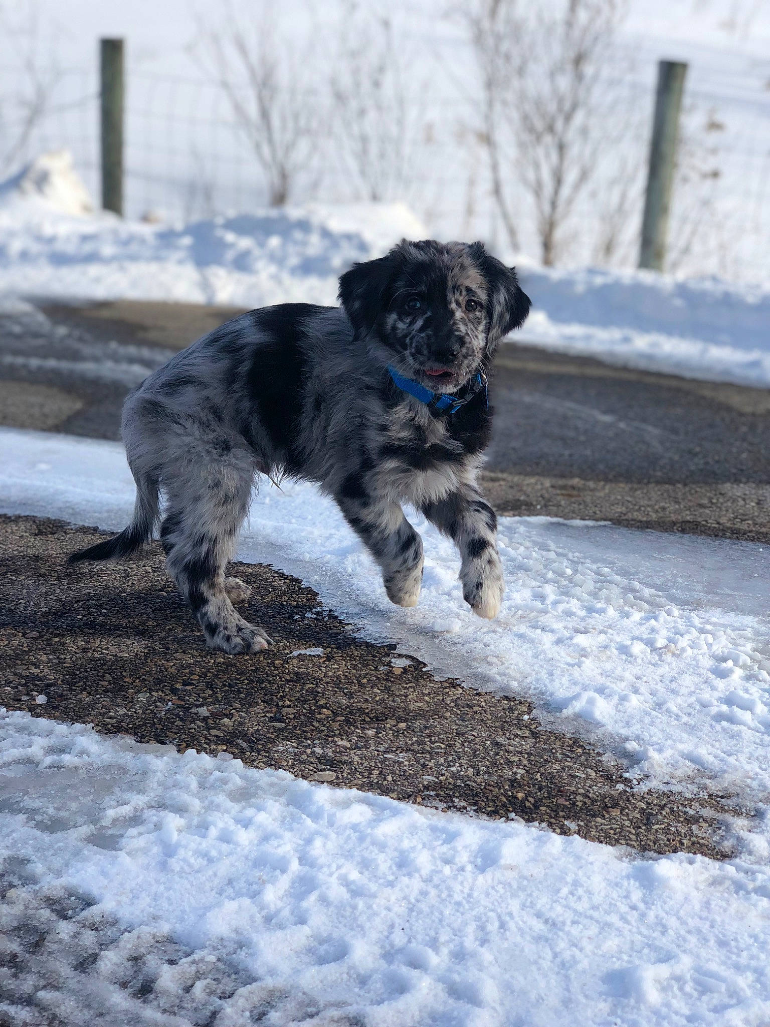 Finn joined the competition — help win amazing prizes! canidae, carnivore, companion_dog, dog, dog_breed, dog_collar, electric_blue, freezing, fur, non_sporting_group, puppy, snout, snow, sporting_group, tail, winter, working_animal, working_dog