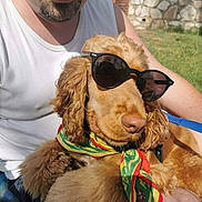 Patch a rejoint le concours — aidez-le/la à gagner de superbes lots ! accessories, adult, animal, canine, clothing, dog, face, glasses, grass, head, male, man, person, pet, photography, plant, portrait, puppy, sunglasses, t_shirt