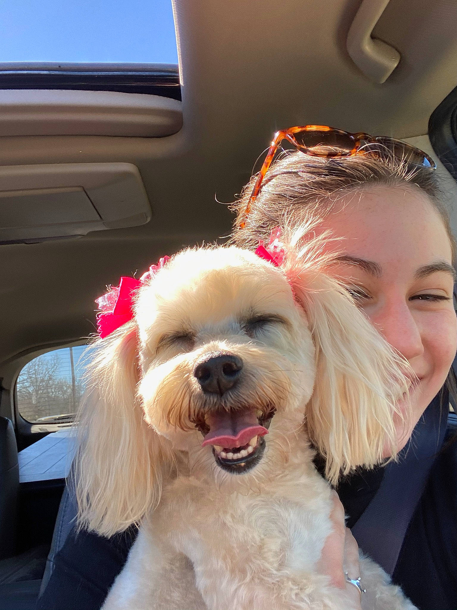 Sassy joined the competition — help win amazing prizes! canidae, car, carnivore, collar, companion_dog, dog, dog_breed, dog_collar, eyewear, glasses, goggles, happy, snout, sporting_group, sunglasses, terrier, toy_dog, vision_care, window, working_animal