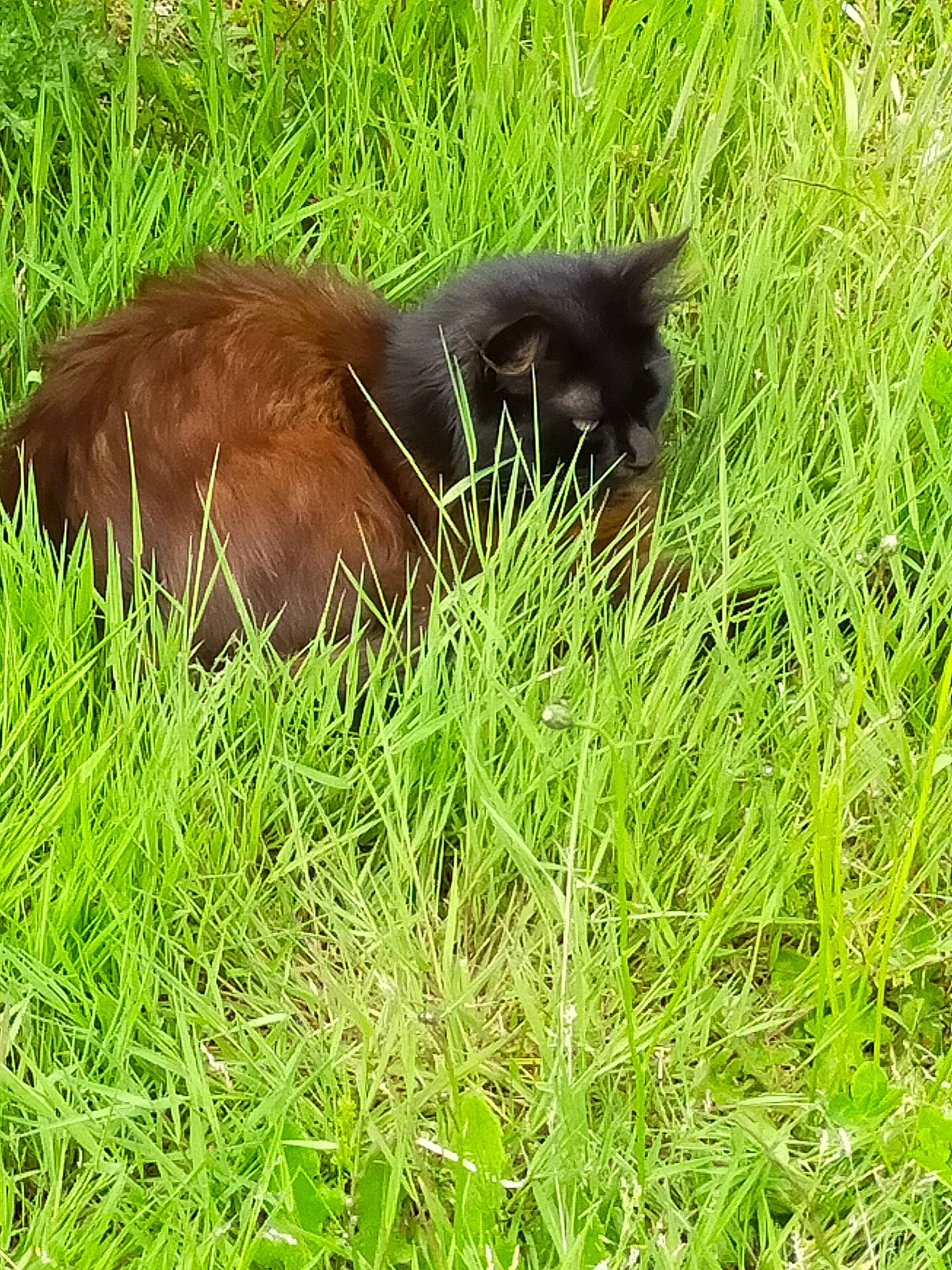 Atchoume participe au concours pour gagner de l'argent avec cette photo : bombay, canidae, carnivore, cat, dog_breed, felidae, fur, grass, grassland, groundcover, liver, pasture, plant, small_to_medium_sized_cats, snout, sporting_group, tail, terrestrial_animal, whiskers, wildlife