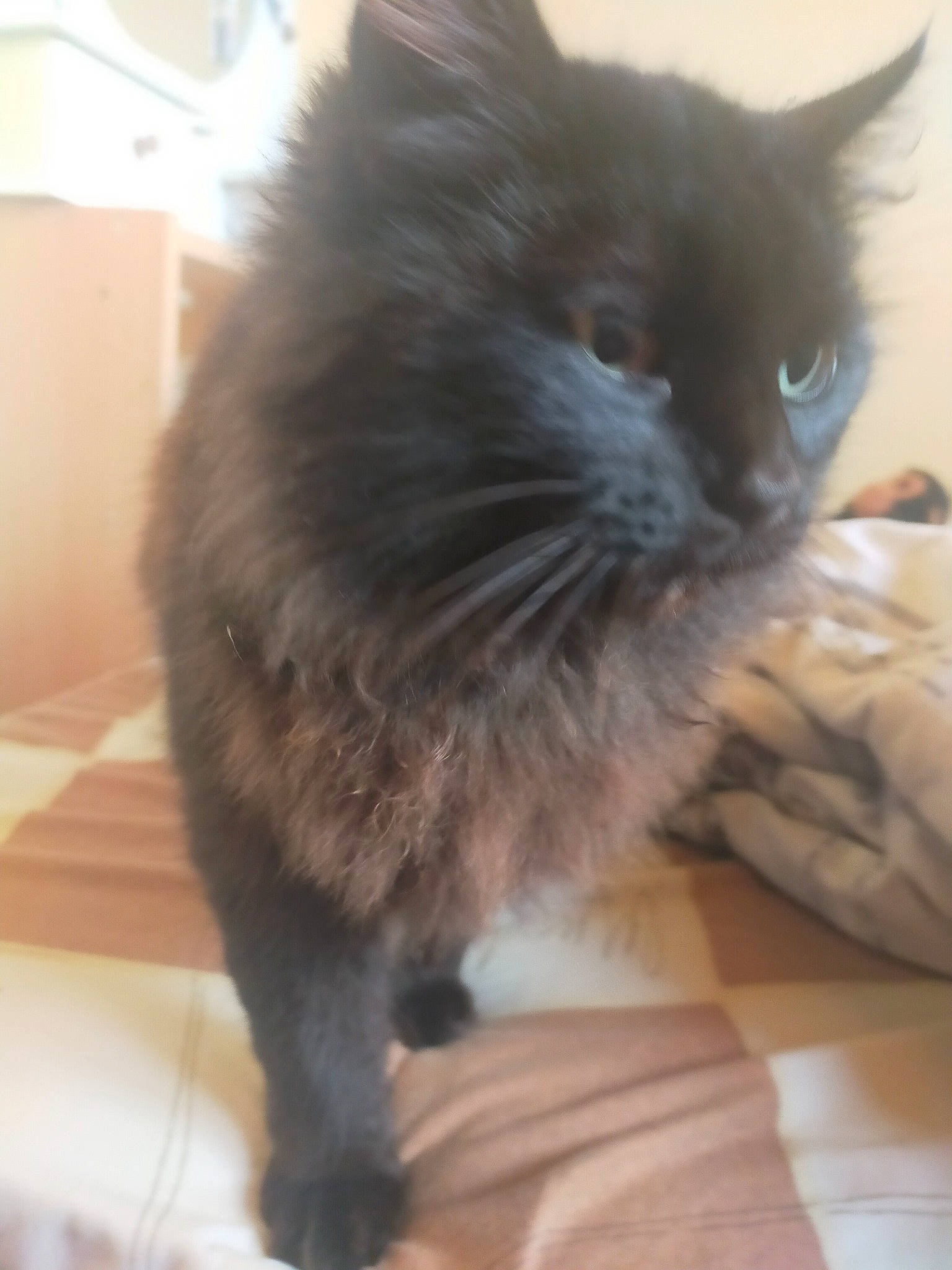 Atchoume a rejoint le concours — aidez-le/la à gagner de superbes lots ! black_cat, british_longhair, carnivore, cat, claw, domestic_short_haired_cat, eye, fawn, felidae, flooring, fur, grey, hair, hardwood, paw, small_to_medium_sized_cats, snout, tail, terrestrial_animal, whiskers