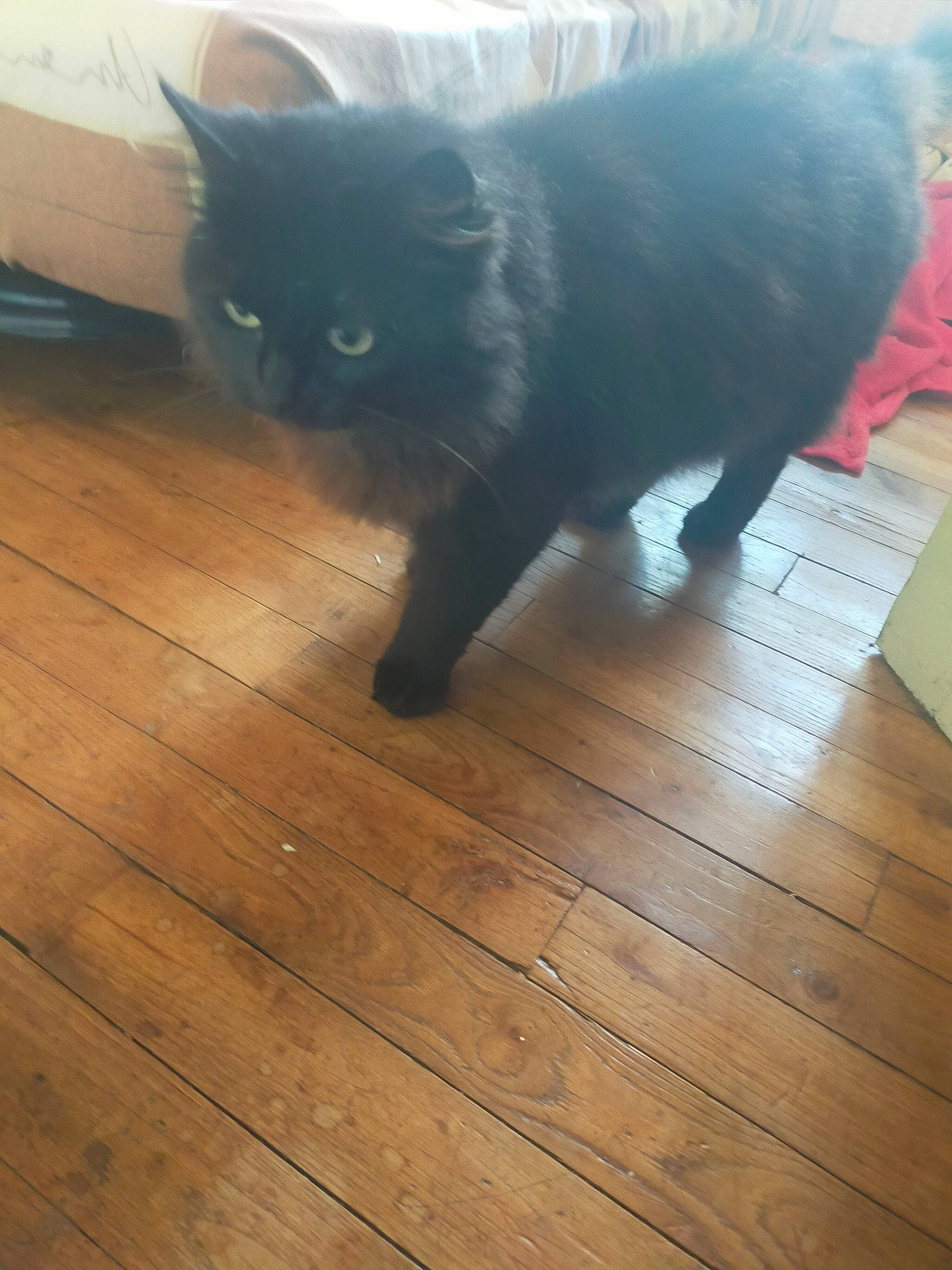 Atchoume participe au concours pour gagner de l'argent avec cette photo : black_cat, building_material, carnivore, cat, fawn, felidae, floor, flooring, grey, hardwood, laminate_flooring, plank, small_to_medium_sized_cats, snout, tail, varnish, whiskers, wood, wood_flooring, wood_stain