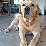 dog, labrador_retriever, pet, indoor, tile_floor, paws, collar, nose, eyes, portrait, relaxed, floor, living_room, table, chair, window, blanket, home_interior, large_dog, animal_portrait