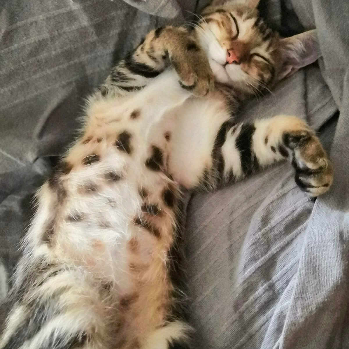 Ryuk participe au concours pour gagner de l'argent avec cette photo : animal, blanket, cat, comfort, cozy, cute, feline, fur, indoor, napping, paw, peaceful, pet, relaxed, resting, sleeping, soft, striped, tabby, whiskers