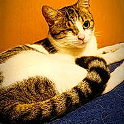 Pirate participe au concours pour gagner de l'argent avec cette photo : cat, tabby, white_fur, winking, tail, blue_fabric, fur, indoor, relaxed, pet, animal, closeup, orange_background, cute, feline, whiskers, ears, resting, portrait, cozy