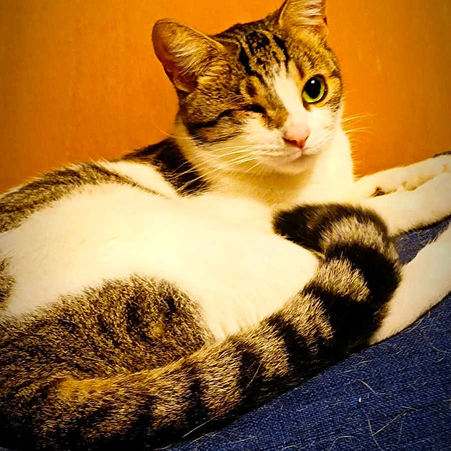 Pirate participe au concours pour gagner de l'argent avec cette photo : animal, blue_fabric, cat, closeup, cozy, cute, ears, feline, fur, indoor, orange_background, pet, portrait, relaxed, resting, tabby, tail, whiskers, white_fur, winking