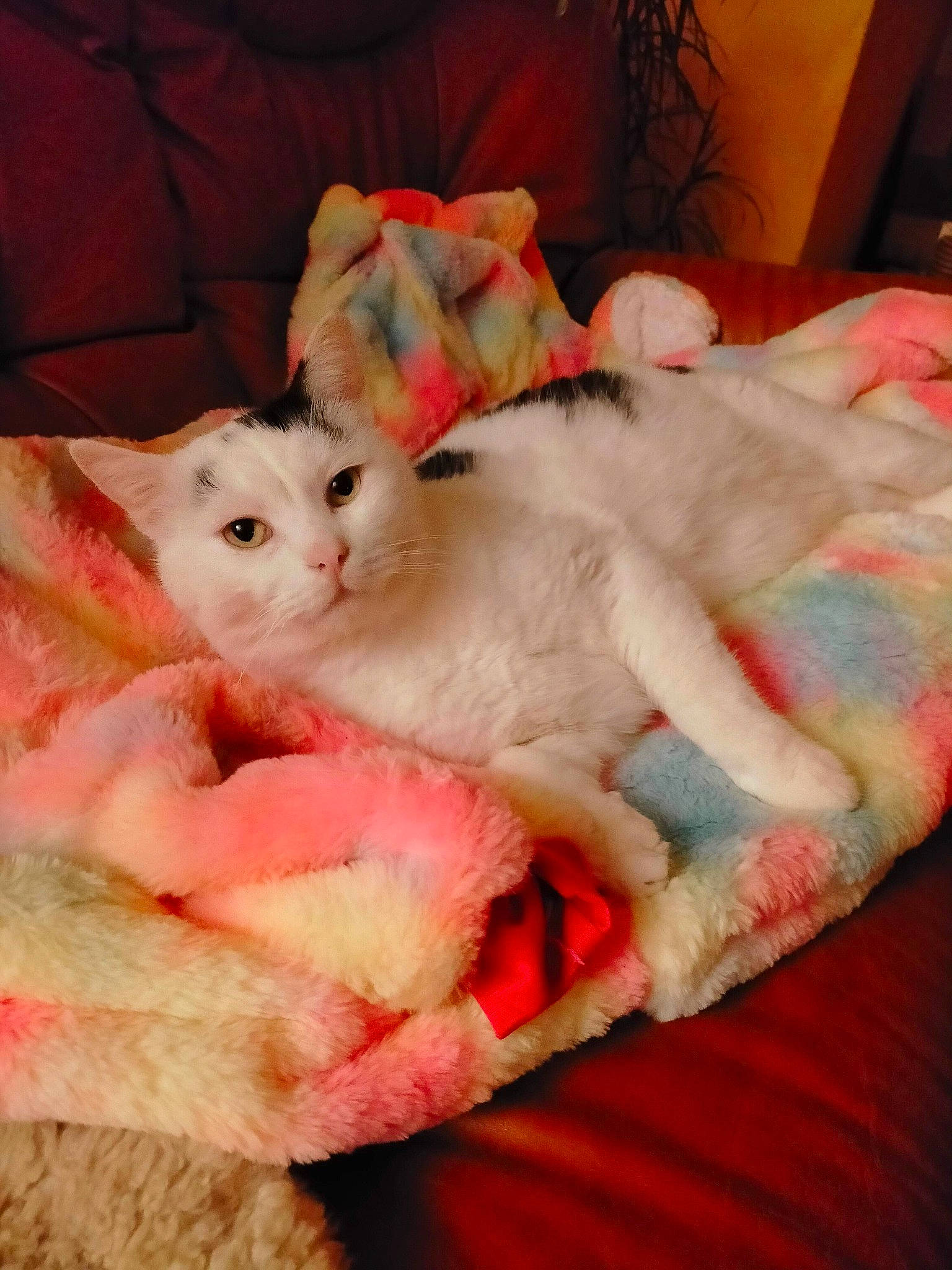 Onyx a rejoint le concours — aidez-le/la à gagner de superbes lots ! carnivore, cat, claw, comfort, couch, domestic_short_haired_cat, fawn, felidae, fur, hardwood, linens, nap, pattern, paw, small_to_medium_sized_cats, tail, whiskers, wood