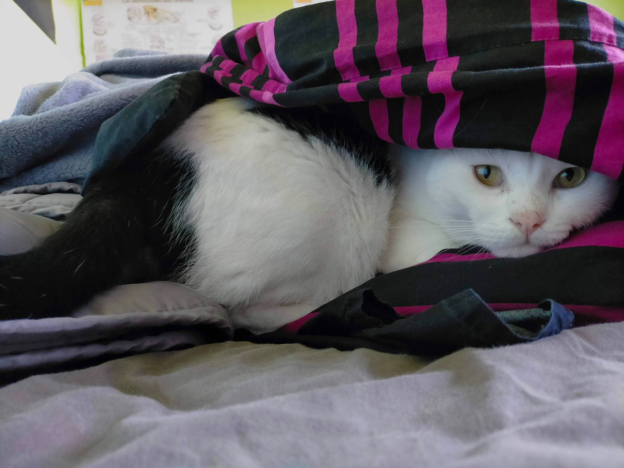 Onyx participe au concours pour gagner de l'argent avec cette photo : carnivore, cat, cat_supply, collar, comfort, domestic_short_haired_cat, fawn, felidae, fur, grey, linens, magenta, pattern, paw, pet_supply, small_to_medium_sized_cats, snout, tail, textile, whiskers