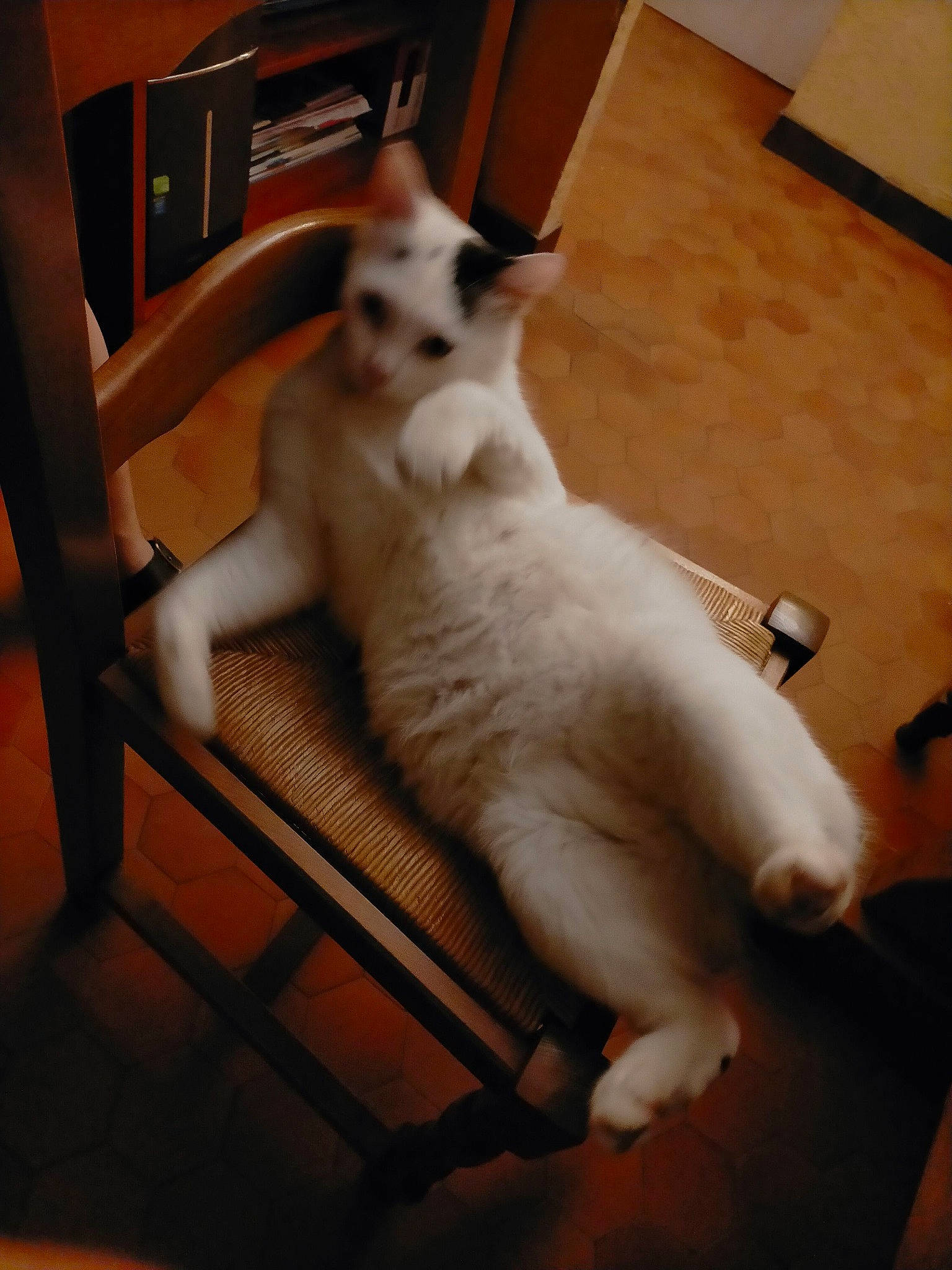 Onyx a rejoint le concours — aidez-le/la à gagner de superbes lots ! carnivore, cat, chair, comfort, domestic_short_haired_cat, fawn, felidae, floor, flooring, foot, fur, hardwood, head, paw, sitting, small_to_medium_sized_cats, snout, tail, whiskers, wood