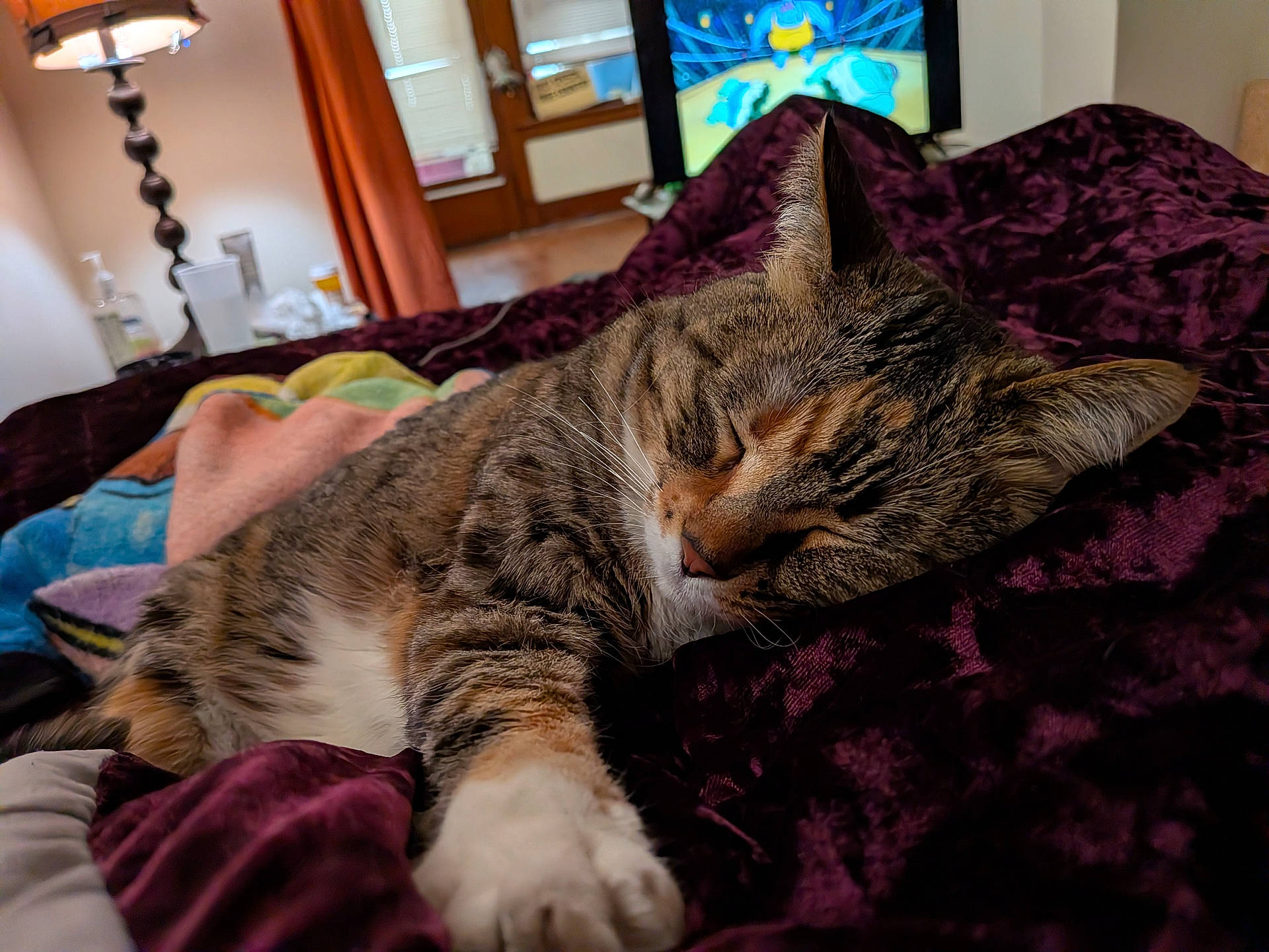 Marvel is registered to the contest to win money with this photo: animal, bedroom, blanket, cat, comfort, cozy, curtains, fur, furniture, home, indoor, lamp, paw, pet, relaxation, resting, sleeping, tabby_cat, television, window