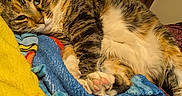 Marvel joined the competition — help win amazing prizes! bed, blanket, cat, close_up, comfort, cozy, fur, furniture, indoor, jacket, mirror, paw, pink_paw_pads, portrait, resting, sleepy, tabby_cat, towel, whiskers, wooden_door