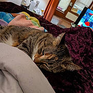 Marvel is registered to the contest to win money with this photo: cat, tabby, bed, blanket, comforter, indoor, sleeping, pet, feline, cozy, resting, fur, whiskers, home, television, curtains, pillow, relaxing, animal, soft