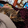 cat, tabby, bed, blanket, comforter, indoor, sleeping, pet, feline, cozy, resting, fur, whiskers, home, television, curtains, pillow, relaxing, animal, soft