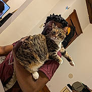 Marvel is registered to the contest to win money with this photo: person, cat, indoor, tabby_cat, holding, maroon_shirt, headwrap, furniture, television, child_on_tv, curious_cat, wooden_trim, bag, floor, white_walls, alert, living_room, pet, cozy, portrait