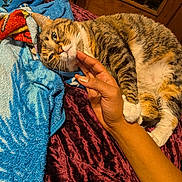 Marvel is registered to the contest to win money with this photo: bed, blanket, cat, close_up, cozy, domestic, fur, furniture, hand, human_hand, indoor, owner_interaction, paw, pet, petting, relaxed, sleepy, tabby_cat, towel, whiskers