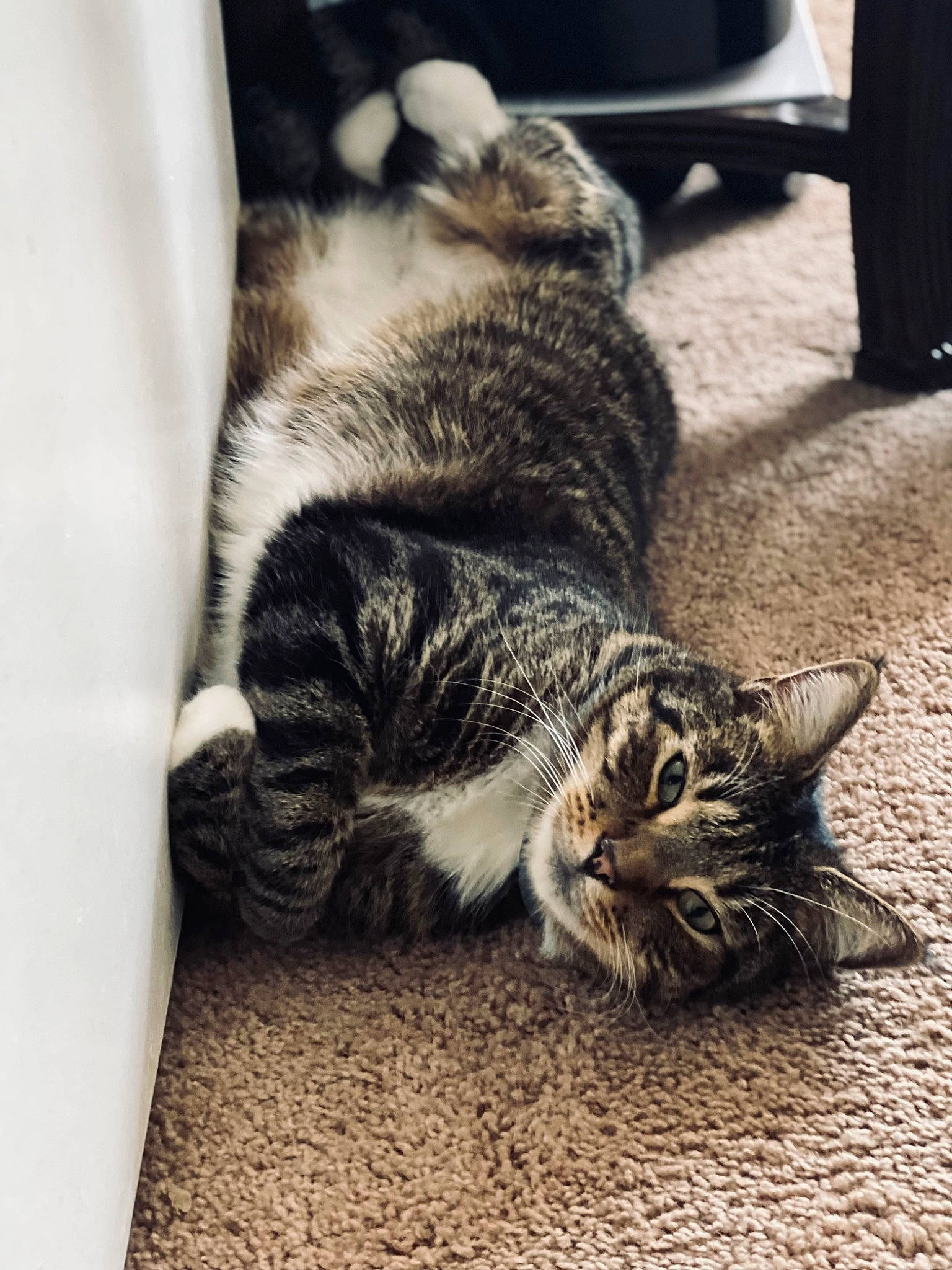 Wires is registered to the contest to win money with this photo: carnivore, cat, claw, cloud, comfort, domestic_short_haired_cat, felidae, flooring, fur, grey, human_leg, metal, monochrome_photography, paw, road_surface, small_to_medium_sized_cats, snout, tail, whiskers, wood