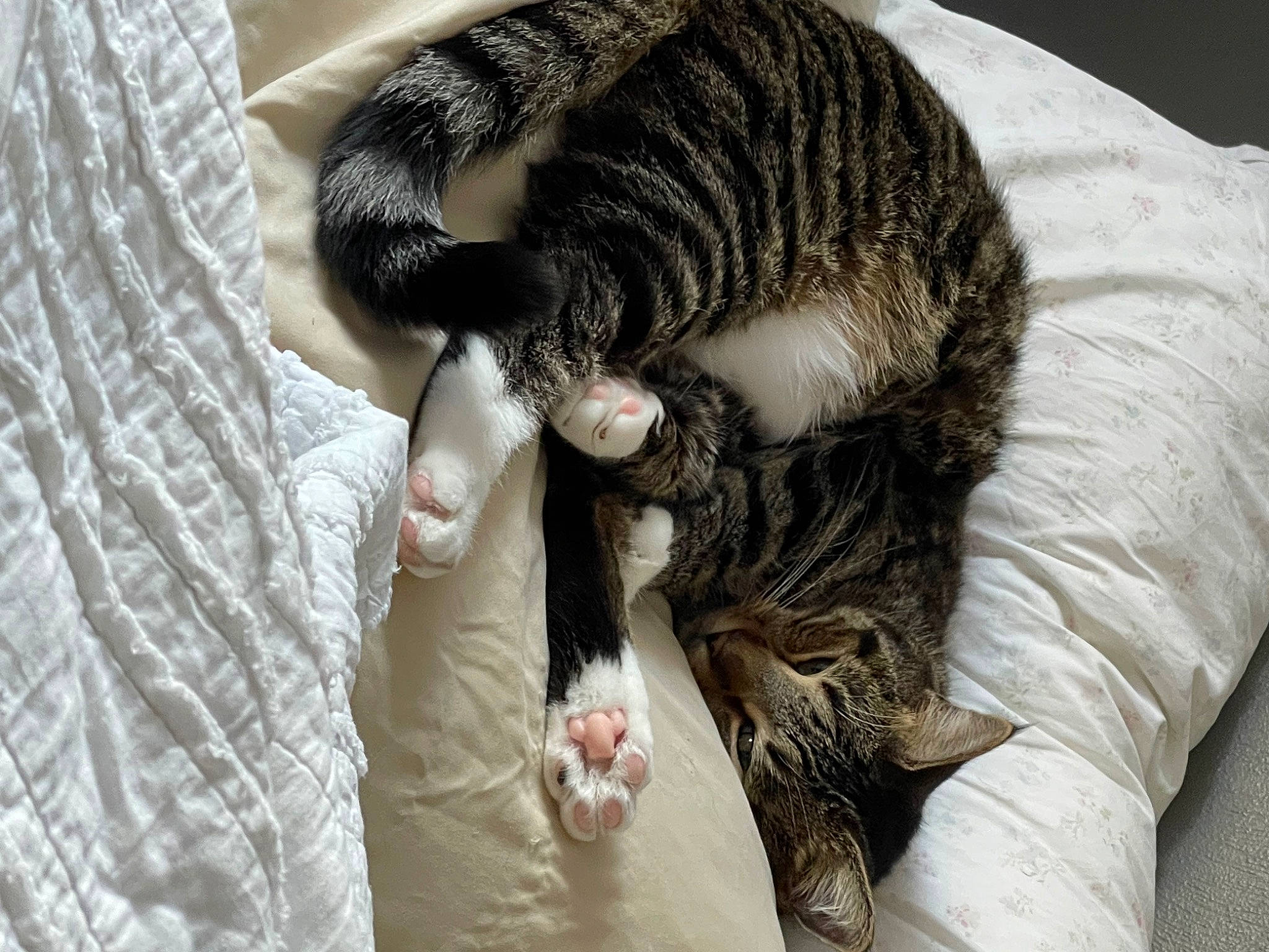 Wires joined the competition — help win amazing prizes! canidae, carnivore, cat, cat_bed, claw, comfort, dog_breed, domestic_short_haired_cat, felidae, fur, grey, linens, nap, paw, small_to_medium_sized_cats, snout, sporting_group, tail, terrestrial_animal, whiskers