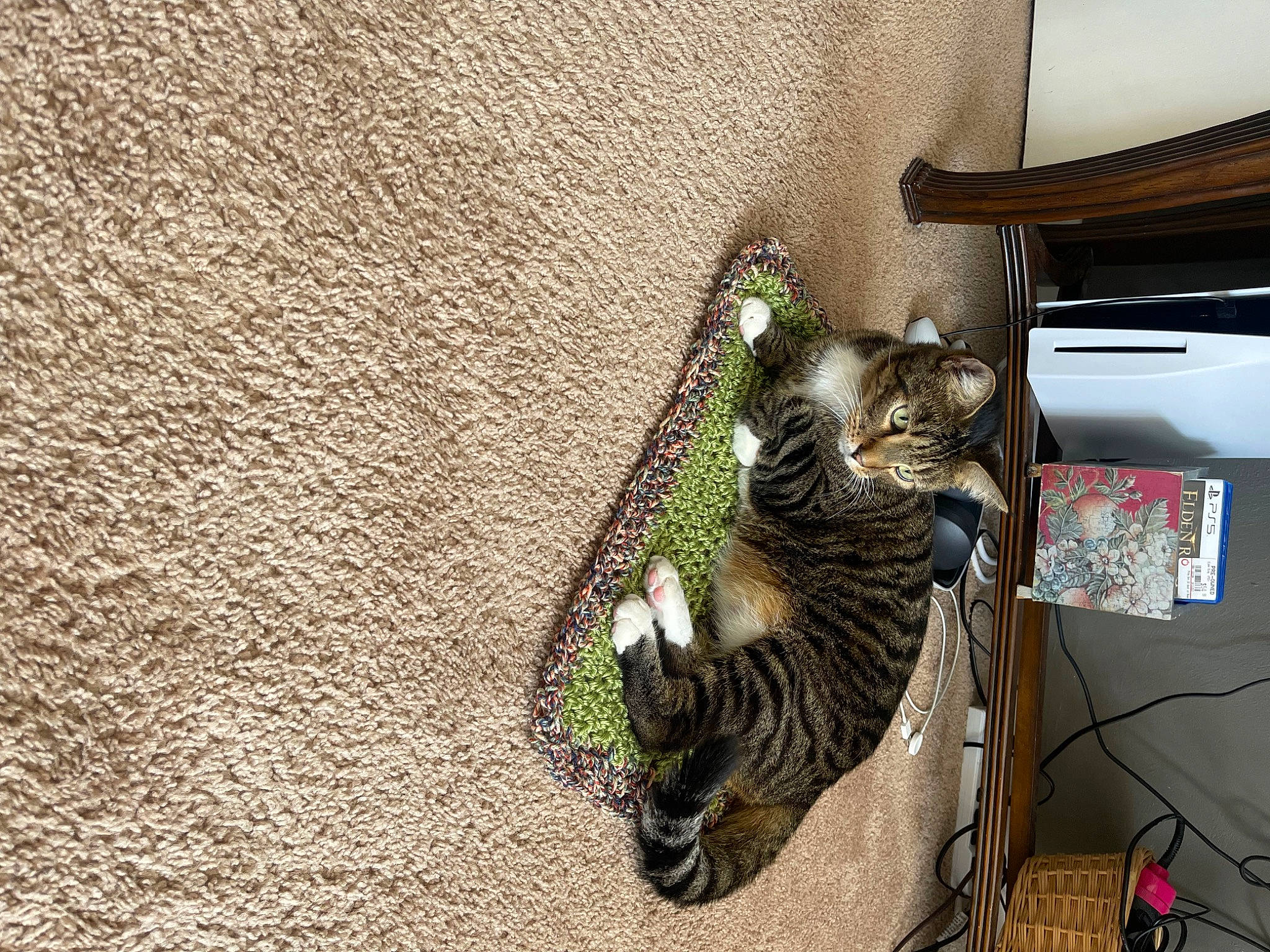 Wires joined the competition — help win amazing prizes! carnivore, cat, comfort, domestic_short_haired_cat, electrical_wiring, felidae, flooring, fur, grass, houseplant, plant, room, small_to_medium_sized_cats, tail, terrestrial_animal, whiskers, window, wood