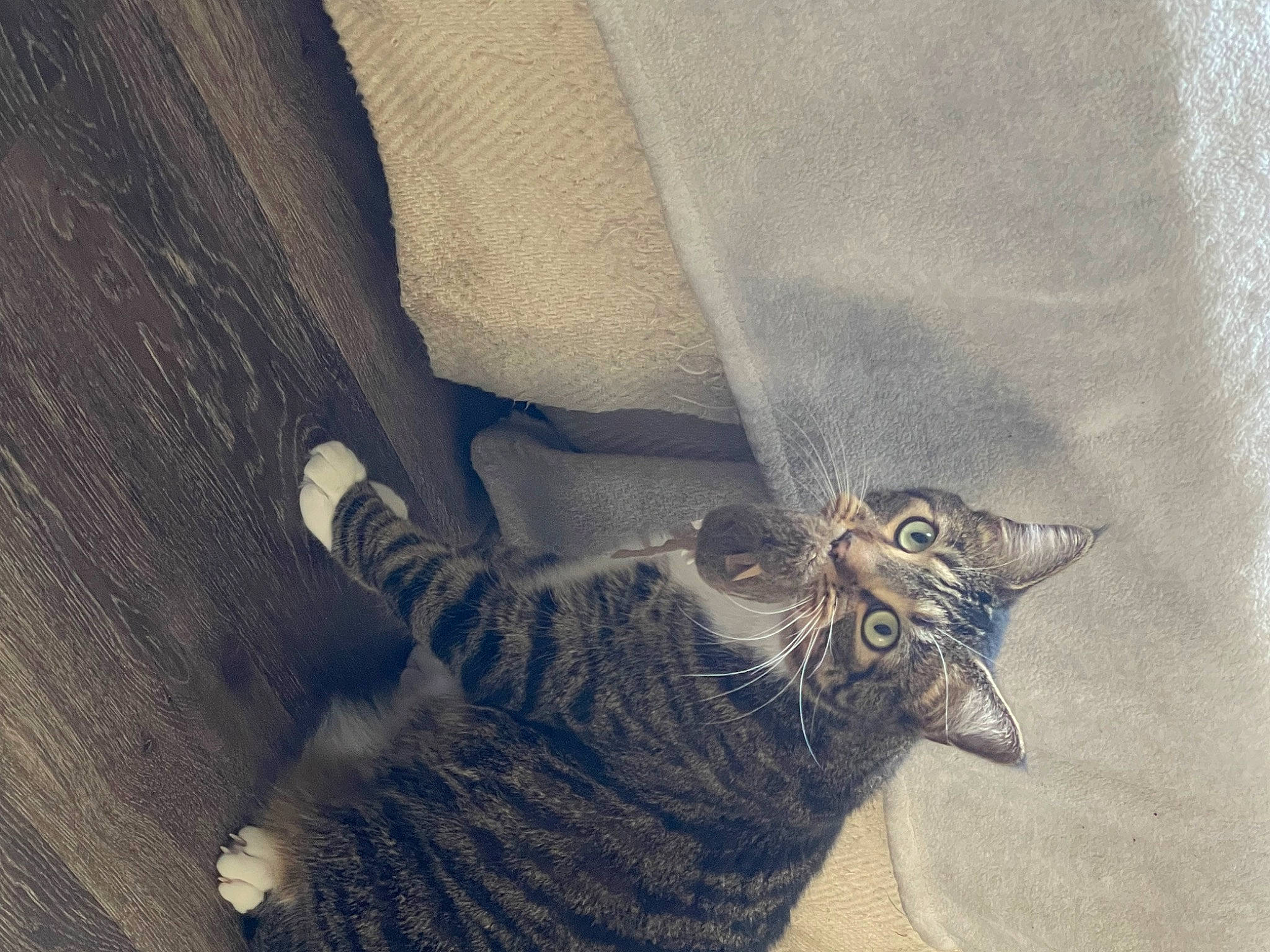 Wires is registered to the contest to win money with this photo: beak, black_cat, carnivore, cat, claw, domestic_short_haired_cat, eye, feather, felidae, fur, grey, human_leg, owl, paw, small_to_medium_sized_cats, snout, tail, whiskers, wildlife, wing