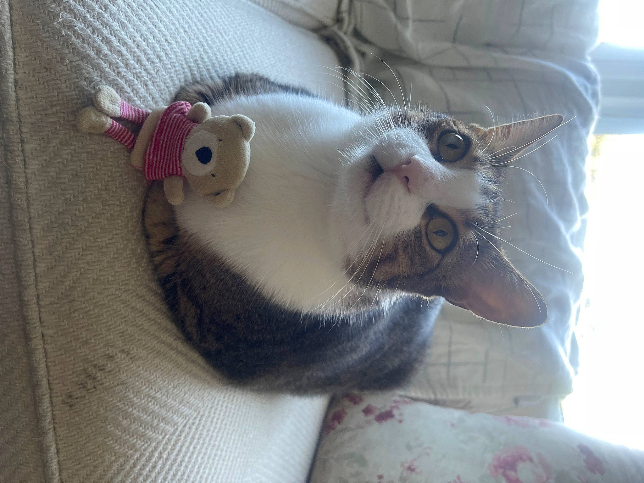 Kitty is registered to the contest to win money with this photo: canidae, carnivore, cat, claw, collar, comfort, domestic_short_haired_cat, fang, fawn, felidae, fur, linens, nap, paw, small_to_medium_sized_cats, snout, tail, whiskers