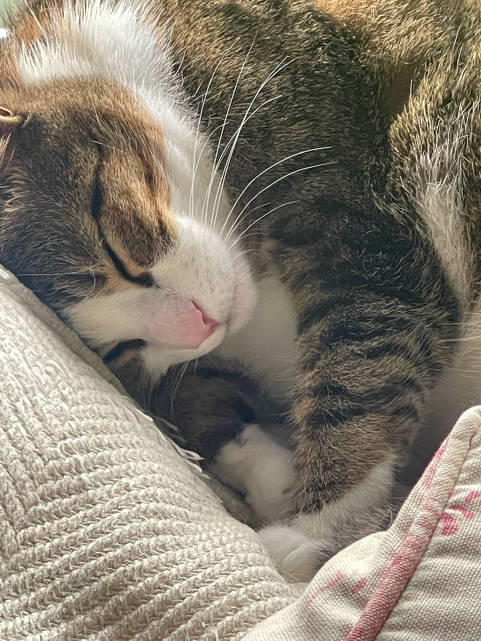 Kitty is registered to the contest to win money with this photo: carnivore, cat, claw, comfort, domestic_short_haired_cat, felidae, fur, grass, grey, nap, paw, plant, sleep, small_to_medium_sized_cats, snout, tail, terrestrial_animal, tree, whiskers, wildlife