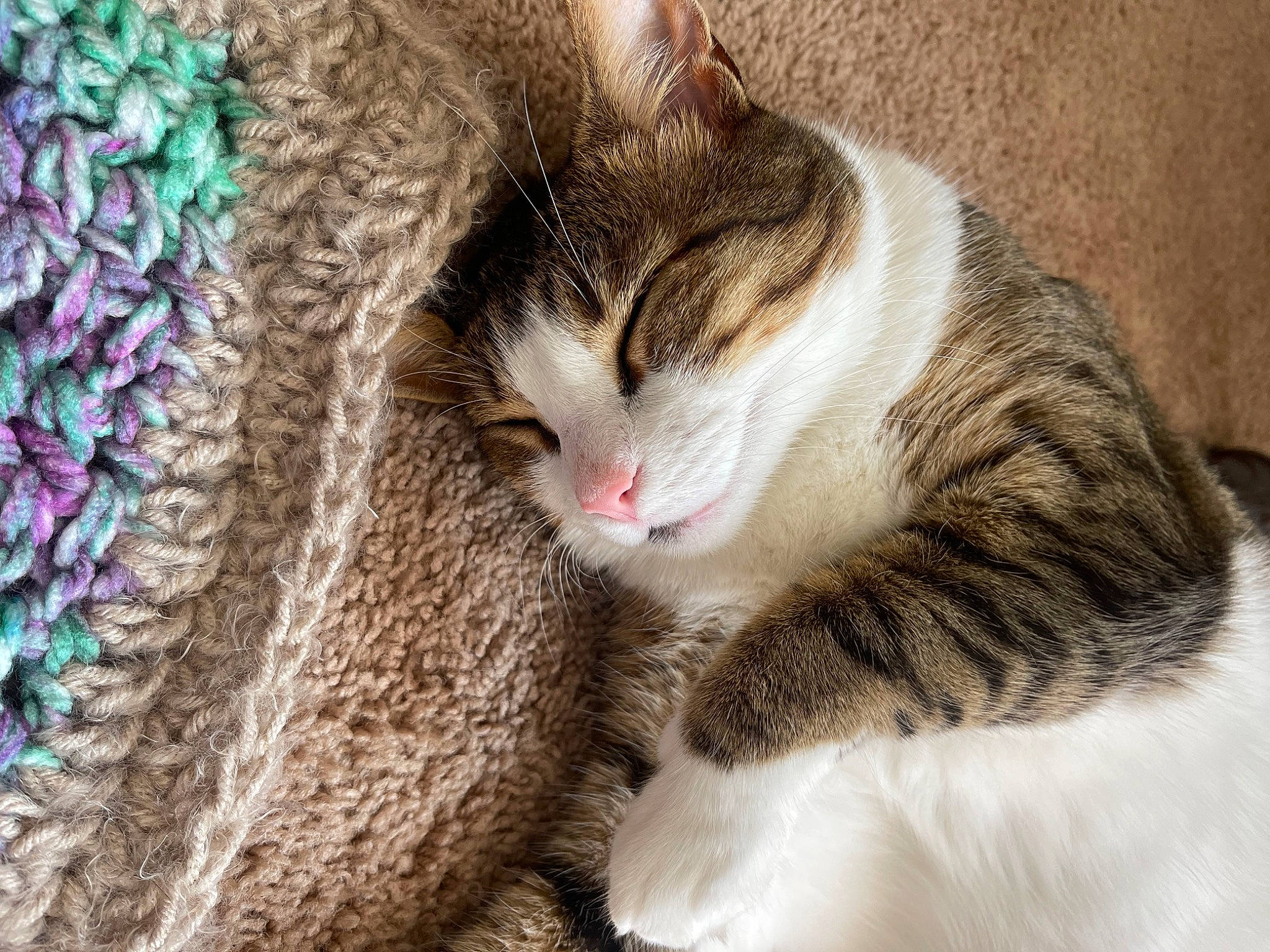 Kitty is registered to the contest to win money with this photo: cap, carnivore, cat, claw, domestic_short_haired_cat, felidae, fur, paw, plant, small_to_medium_sized_cats, snout, tail, thread, tree, whiskers, wood, wool, woolen, woven_fabric