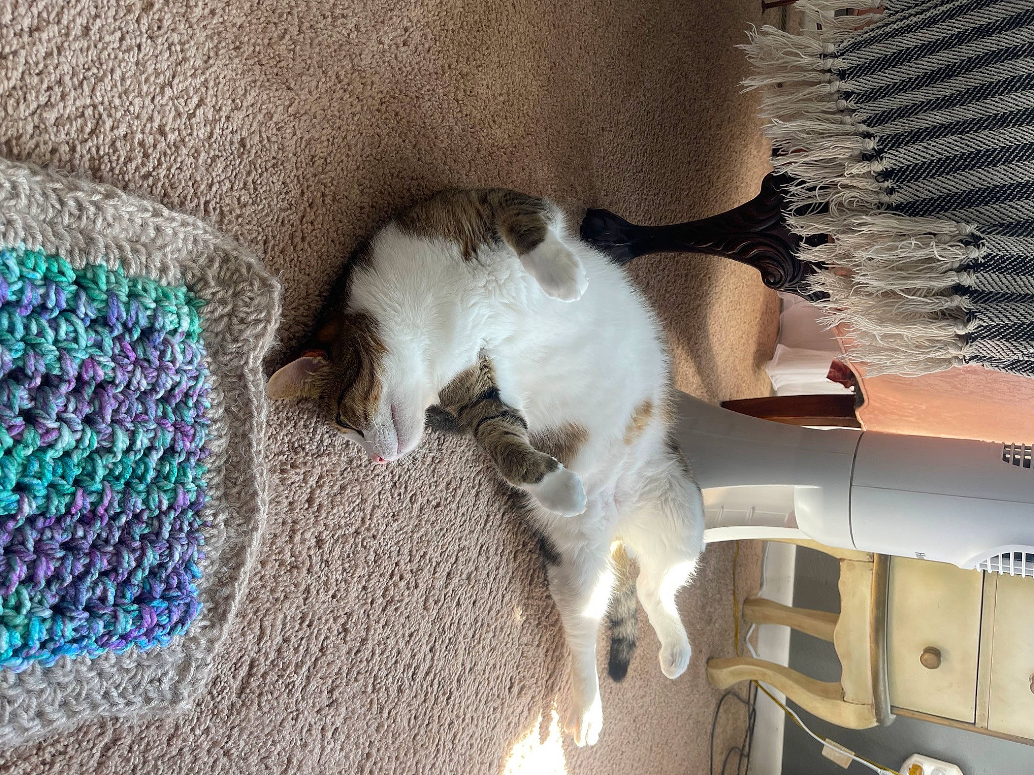 Kitty joined the competition — help win amazing prizes! carnivore, cat, cat_supply, claw, comfort, companion_dog, domestic_short_haired_cat, felidae, flooring, fur, linens, pattern, paw, small_to_medium_sized_cats, tail, textile, whiskers, wool, woolen, woven_fabric